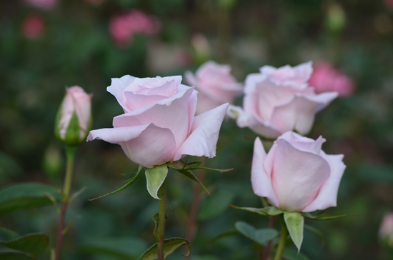 ピンクのバラ20150510.jpg